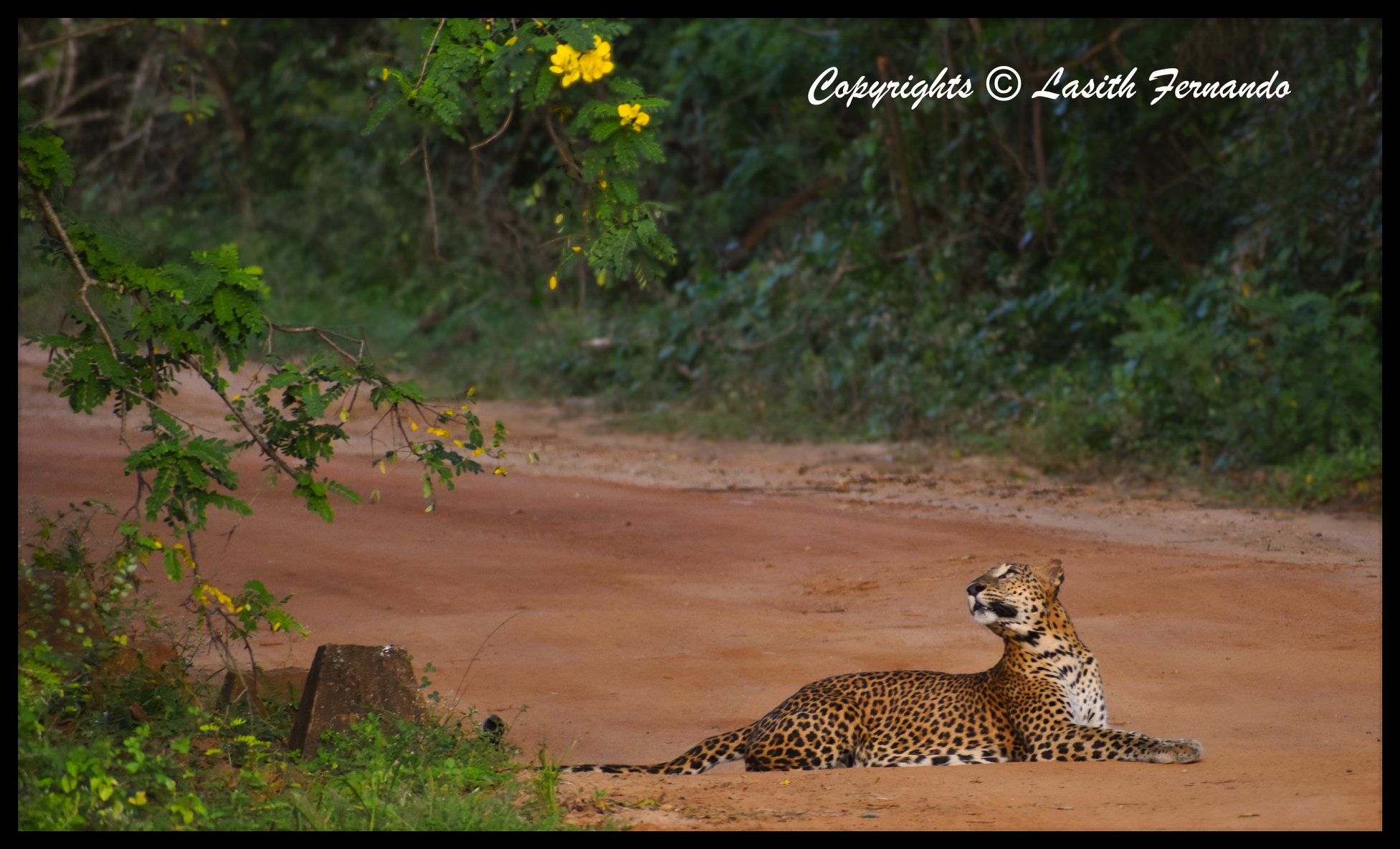 wilpatthuwa-leopard